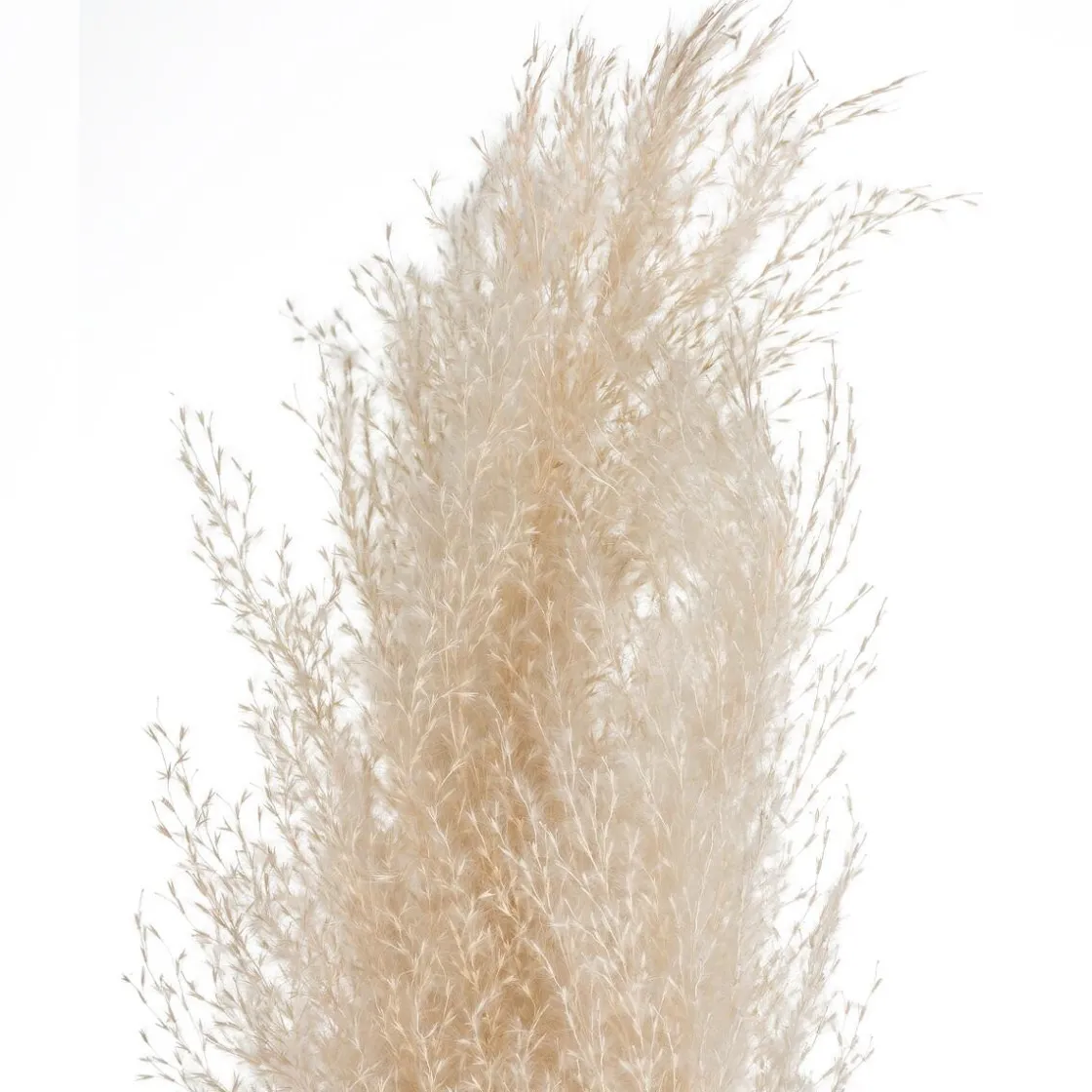 ATMOSPHERA 3 fleurs séchées "Pampa naturelle" Discount