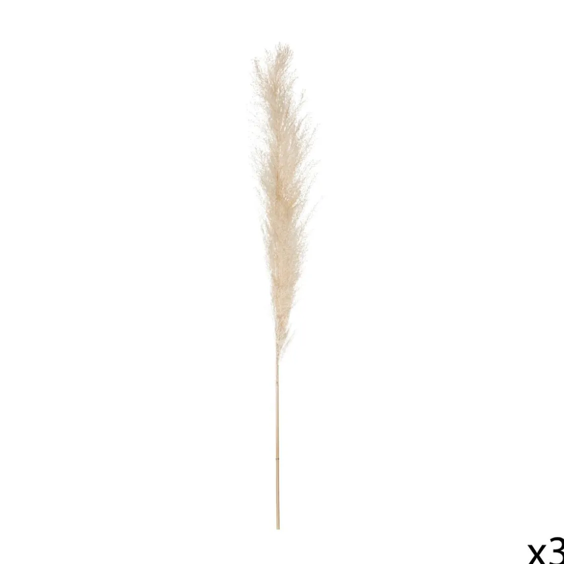 ATMOSPHERA 3 fleurs séchées "Pampa naturelle" Discount