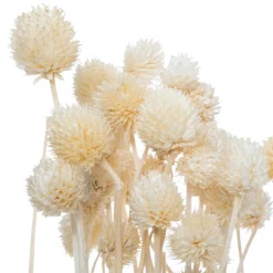 ATMOSPHERA Bouquet de plantes séchées Clearance