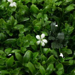 ATMOSPHERA Carré végétal 