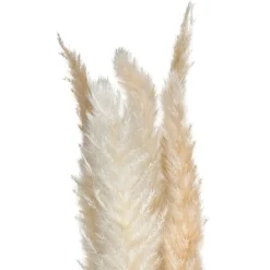 ATMOSPHERA Set de 6 fleurs séchées "Pampa naturelle" Best