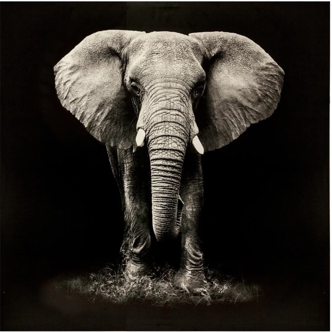 ATMOSPHERA Toile imprimée "Animaux" Online